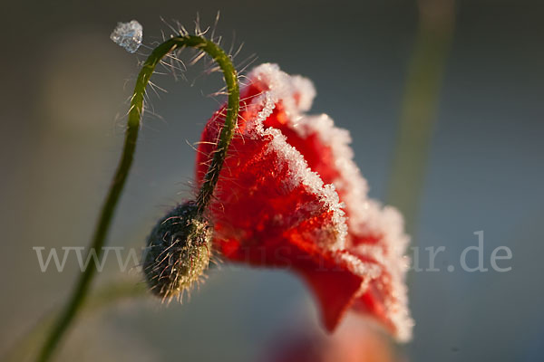 Klatsch-Mohn (Papaver rhoeas)