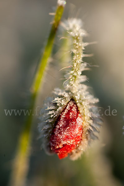 Klatsch-Mohn (Papaver rhoeas)