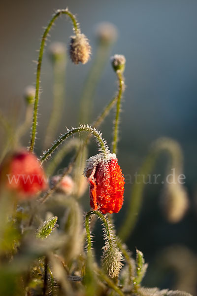 Klatsch-Mohn (Papaver rhoeas)