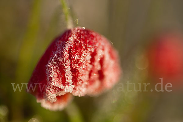 Klatsch-Mohn (Papaver rhoeas)