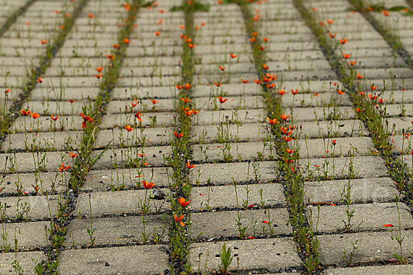 Klatsch-Mohn (Papaver rhoeas)