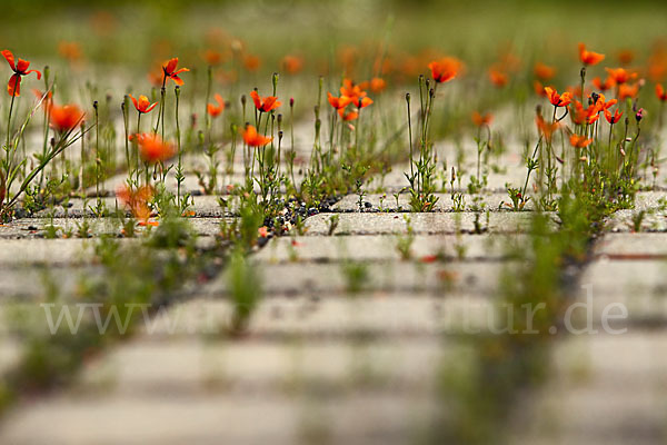 Klatsch-Mohn (Papaver rhoeas)