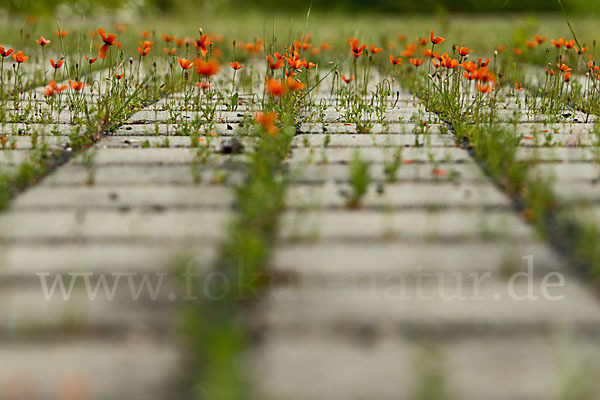 Klatsch-Mohn (Papaver rhoeas)