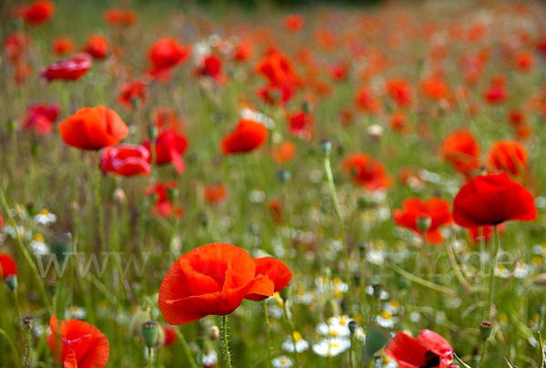 Klatsch-Mohn (Papaver rhoeas)