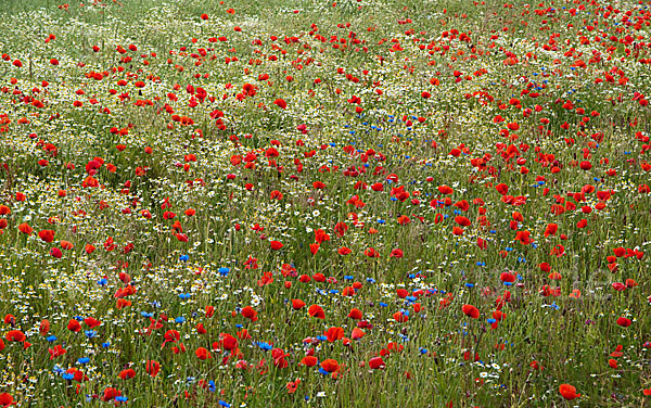 Klatsch-Mohn (Papaver rhoeas)