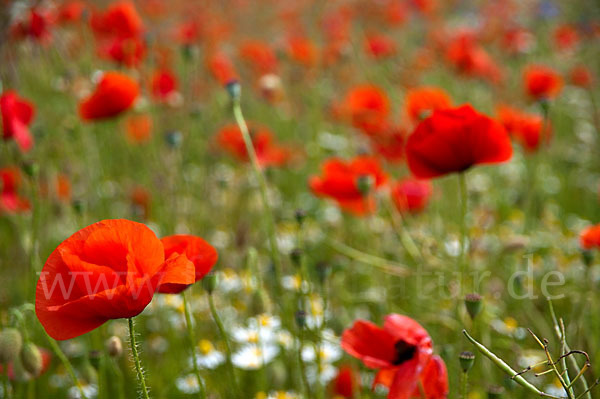 Klatsch-Mohn (Papaver rhoeas)