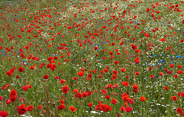 Klatsch-Mohn (Papaver rhoeas)