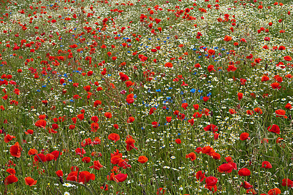 Klatsch-Mohn (Papaver rhoeas)