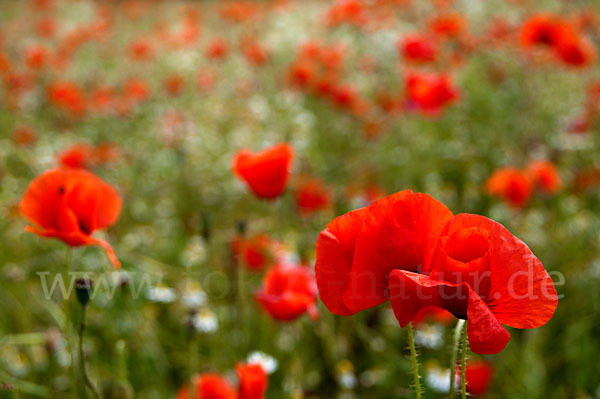 Klatsch-Mohn (Papaver rhoeas)