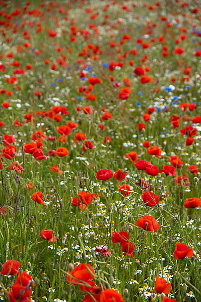 Klatsch-Mohn (Papaver rhoeas)