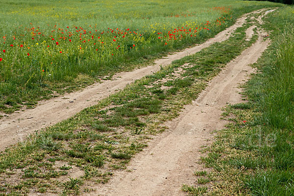 Klatsch-Mohn (Papaver rhoeas)