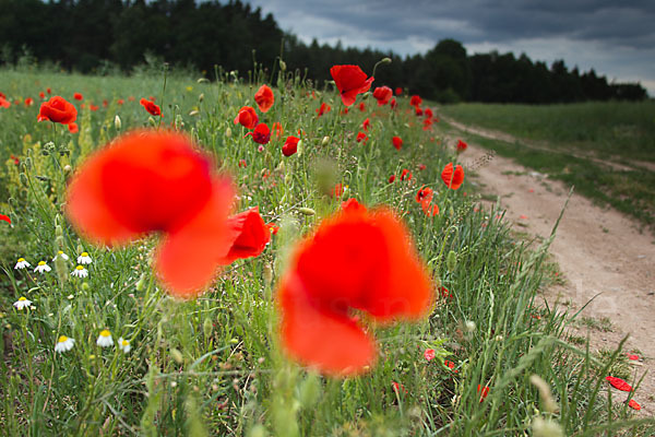 Klatsch-Mohn (Papaver rhoeas)