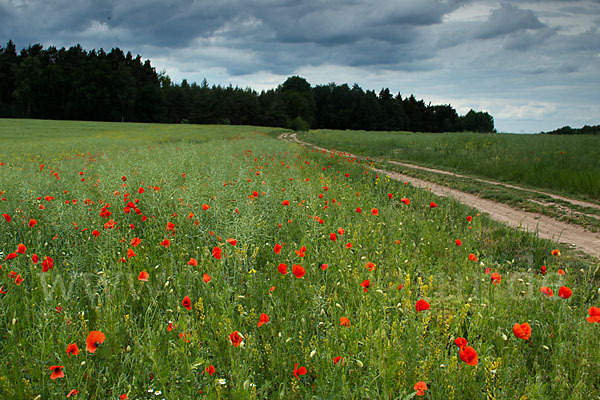 Klatsch-Mohn (Papaver rhoeas)