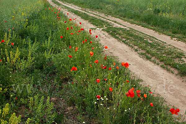 Klatsch-Mohn (Papaver rhoeas)