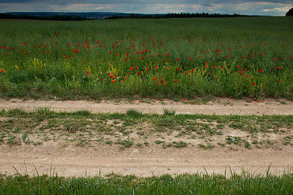 Klatsch-Mohn (Papaver rhoeas)