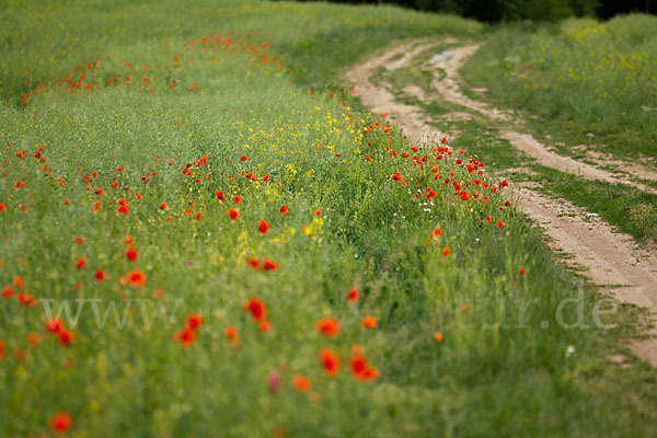 Klatsch-Mohn (Papaver rhoeas)