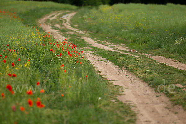 Klatsch-Mohn (Papaver rhoeas)