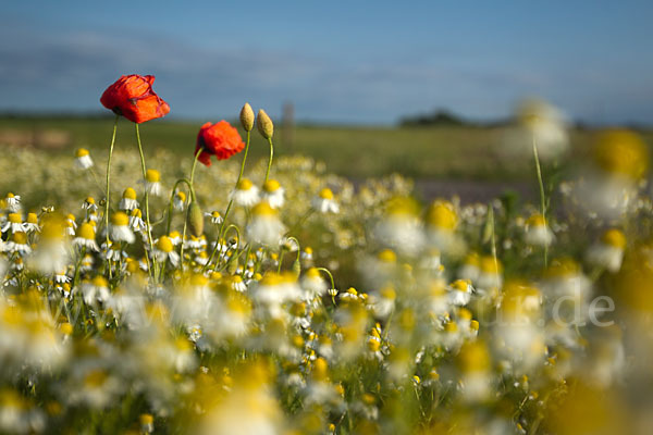 Klatsch-Mohn (Papaver rhoeas)