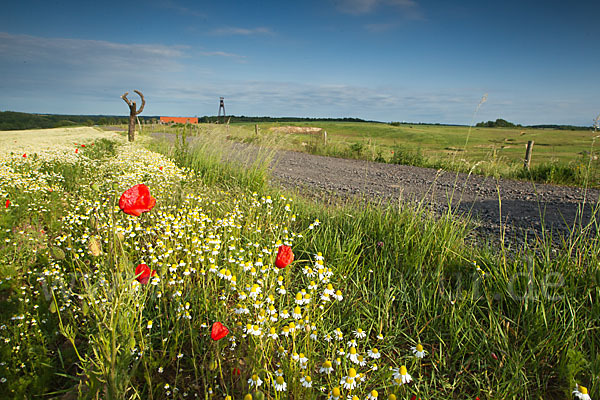 Klatsch-Mohn (Papaver rhoeas)