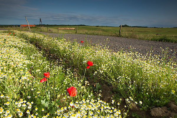 Klatsch-Mohn (Papaver rhoeas)