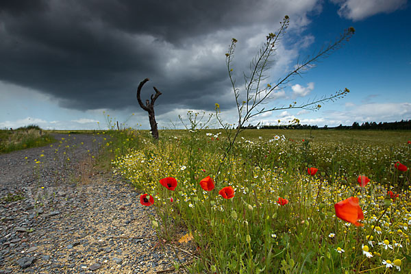 Klatsch-Mohn (Papaver rhoeas)