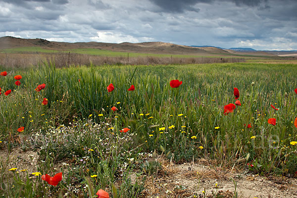 Klatsch-Mohn (Papaver rhoeas)