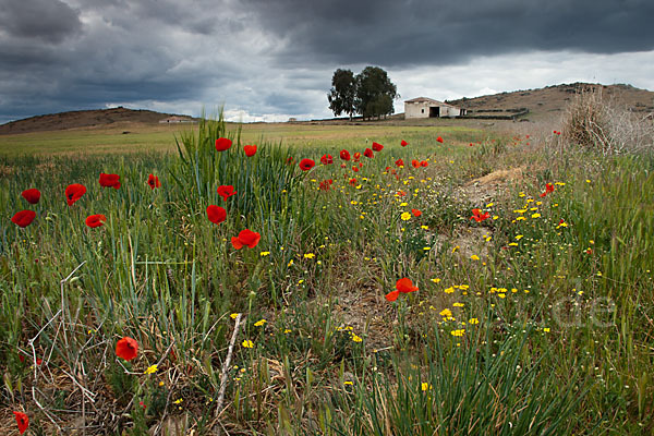 Klatsch-Mohn (Papaver rhoeas)