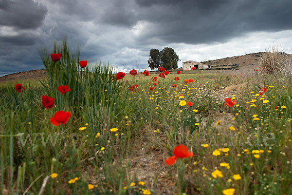 Klatsch-Mohn (Papaver rhoeas)