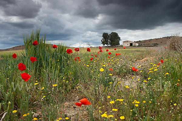 Klatsch-Mohn (Papaver rhoeas)