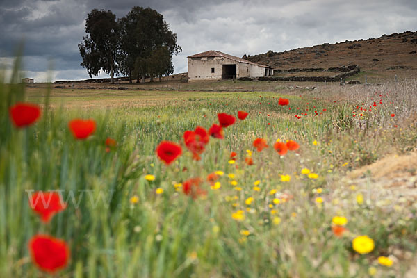 Klatsch-Mohn (Papaver rhoeas)