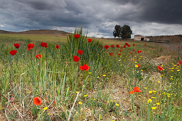 Klatsch-Mohn (Papaver rhoeas)