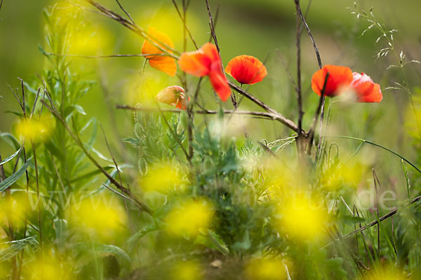 Klatsch-Mohn (Papaver rhoeas)