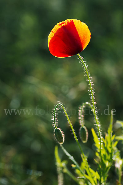 Klatsch-Mohn (Papaver rhoeas)