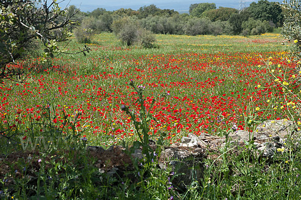 Klatsch-Mohn (Papaver rhoeas)