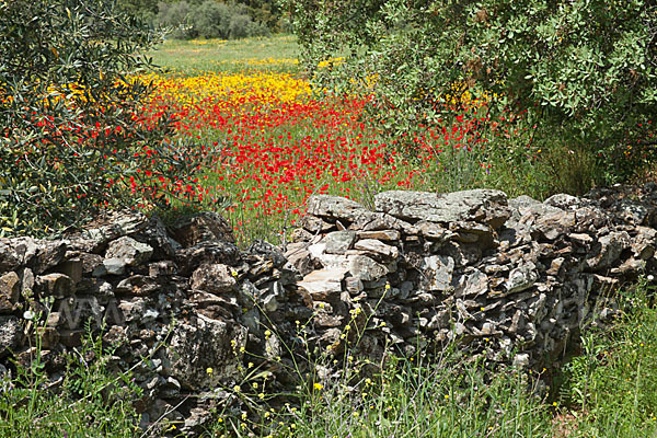 Klatsch-Mohn (Papaver rhoeas)