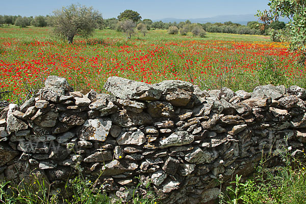 Klatsch-Mohn (Papaver rhoeas)