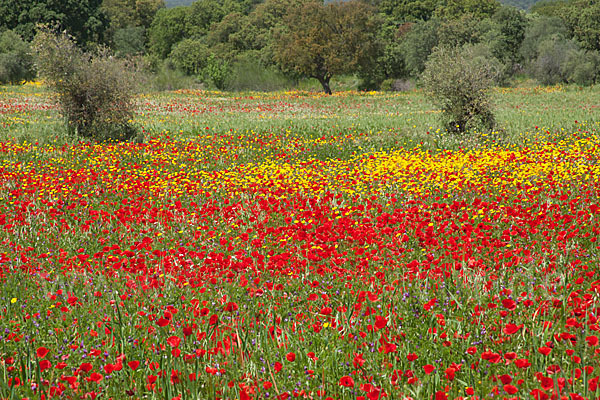 Klatsch-Mohn (Papaver rhoeas)