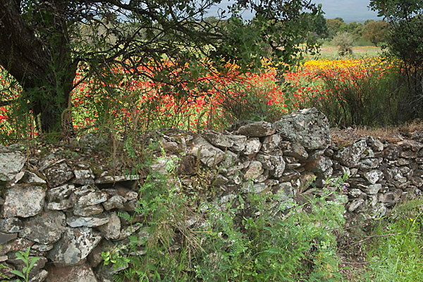 Klatsch-Mohn (Papaver rhoeas)