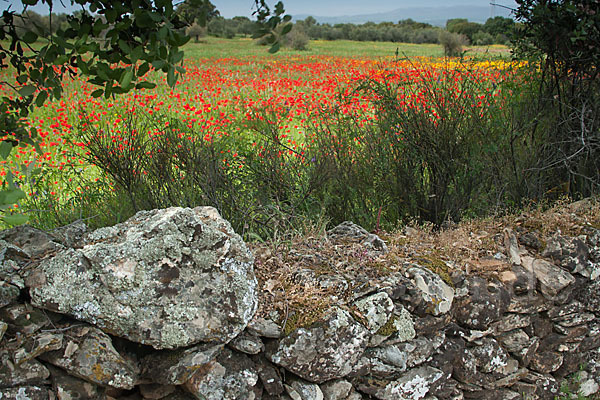 Klatsch-Mohn (Papaver rhoeas)