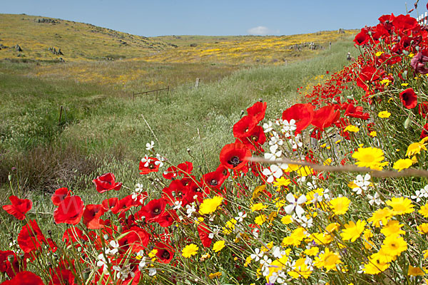 Klatsch-Mohn (Papaver rhoeas)