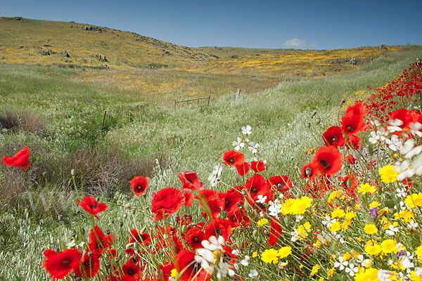 Klatsch-Mohn (Papaver rhoeas)