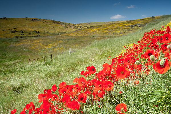 Klatsch-Mohn (Papaver rhoeas)