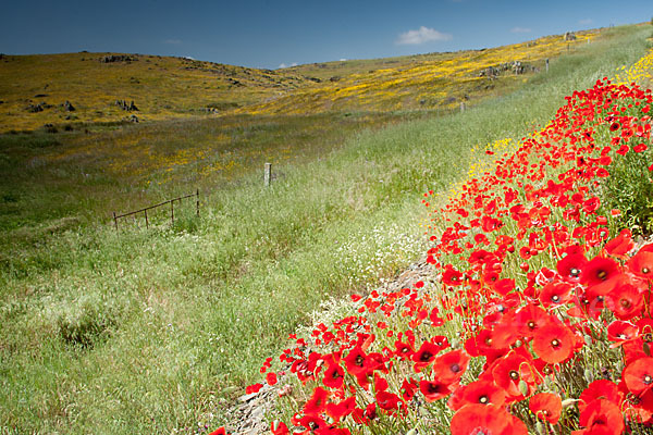 Klatsch-Mohn (Papaver rhoeas)