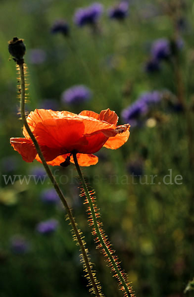 Klatsch-Mohn (Papaver rhoeas)