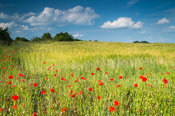 Klatsch-Mohn (Papaver rhoeas)