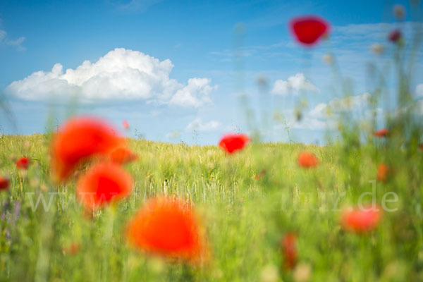 Klatsch-Mohn (Papaver rhoeas)