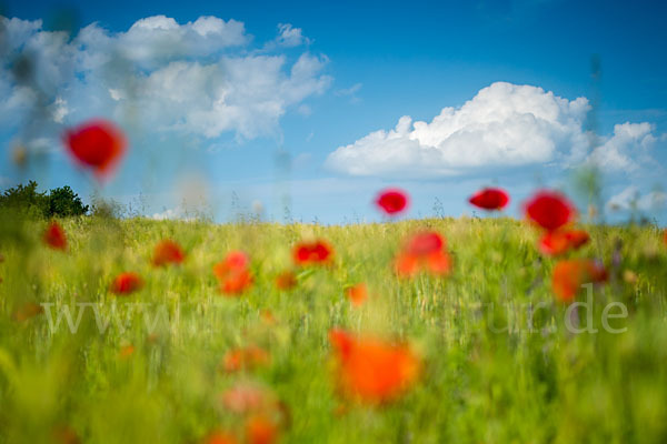 Klatsch-Mohn (Papaver rhoeas)