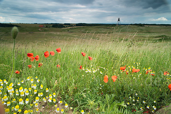 Klatsch-Mohn (Papaver rhoeas)