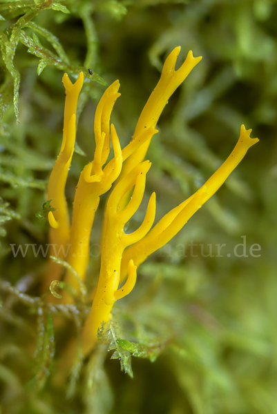 Klebriger Hörnling (Calocera viscosa)