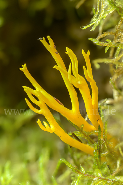 Klebriger Hörnling (Calocera viscosa)